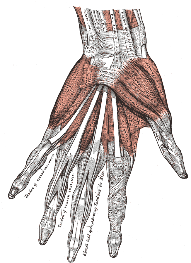 Palmar muscles of the hand (left)1